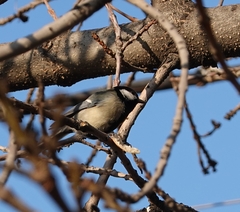 Parus major