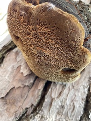 Porodaedalea