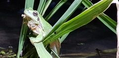 Hyla immaculata