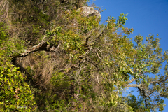 Agarista eucalyptoides