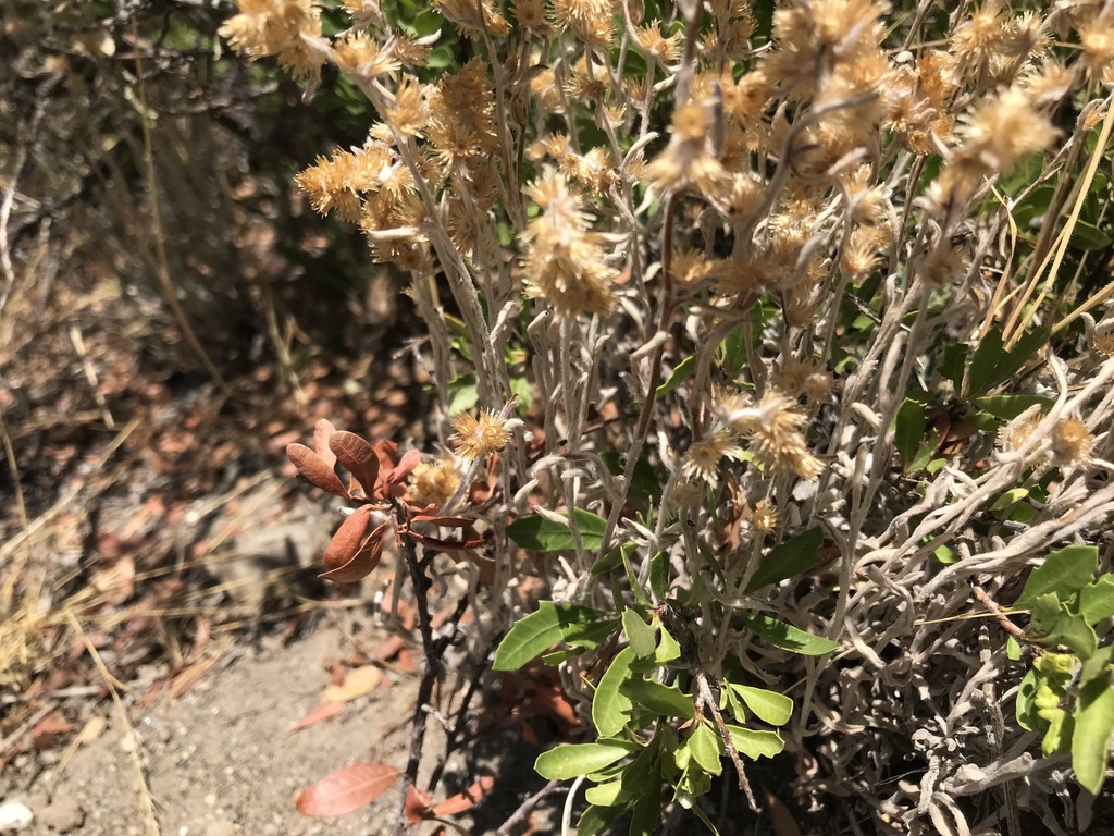 Gamochaeta chamissonis