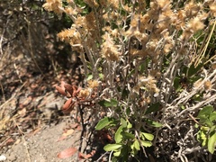 Gamochaeta chamissonis