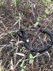 Coluber constrictor constrictor