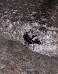 Carabus coriaceus