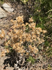 Gamochaeta chamissonis