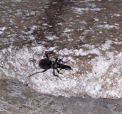 Carabus coriaceus
