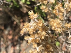 Gamochaeta chamissonis