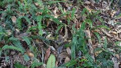 Asplenium normale