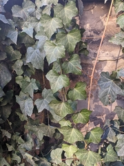 Hedera helix