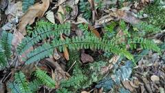 Asplenium normale