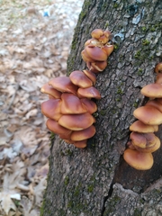Flammulina velutipes