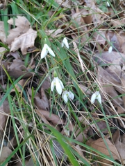 Galanthus reginae-olgae