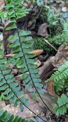 Asplenium normale