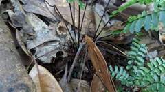 Asplenium normale