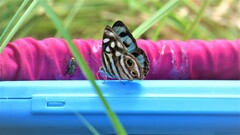 Dynamine postverta mexicana