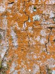 Trentepohlia