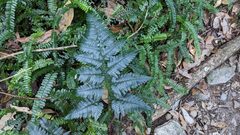 Dryopteris polita