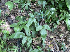 Diplazium donianum