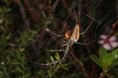 Euprosthenops australis