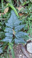 Dryopteris polita