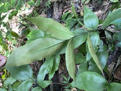 Diplazium donianum