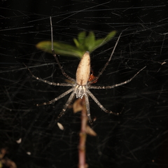 Euprosthenops australis