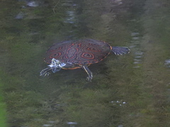 Trachemys venusta venusta