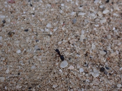 Camponotus xerxes