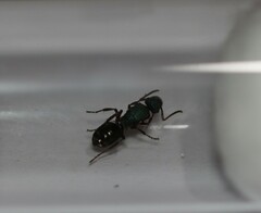 Polyrhachis hookeri