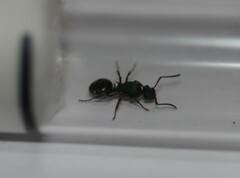 Polyrhachis hookeri