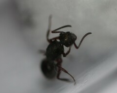 Polyrhachis hookeri