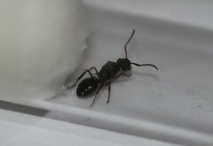 Polyrhachis hookeri