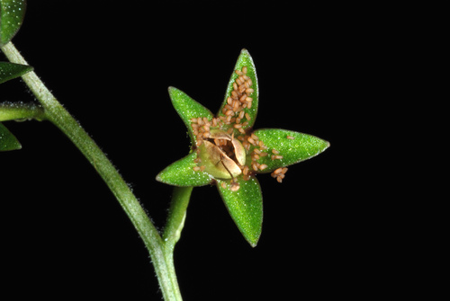 Mazus pumilus