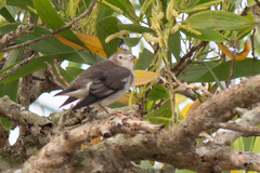 Agropsar philippensis