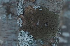 Melanohalea olivacea