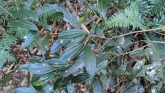 Cinnamomum subavenium