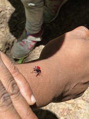 Trachelophorus giraffa