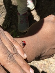 Trachelophorus giraffa