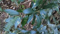 Cinnamomum subavenium