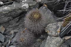 Eriosyce villosa