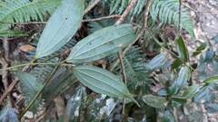 Cinnamomum subavenium