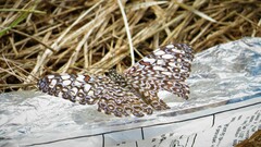 Hamadryas feronia feronia