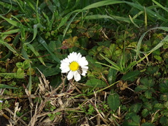 Bellis perennis