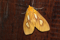 Asota orbona