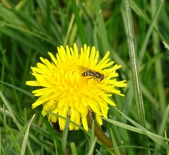 Metasyrphus
