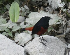 Phoenicurus leucocephalus