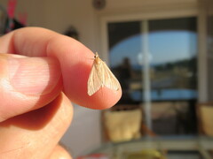 Antigastra catalaunalis