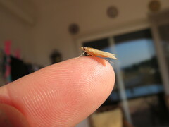 Antigastra catalaunalis
