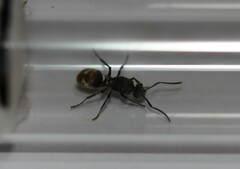 Polyrhachis aurea