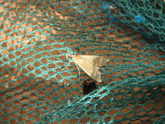 Antigastra catalaunalis